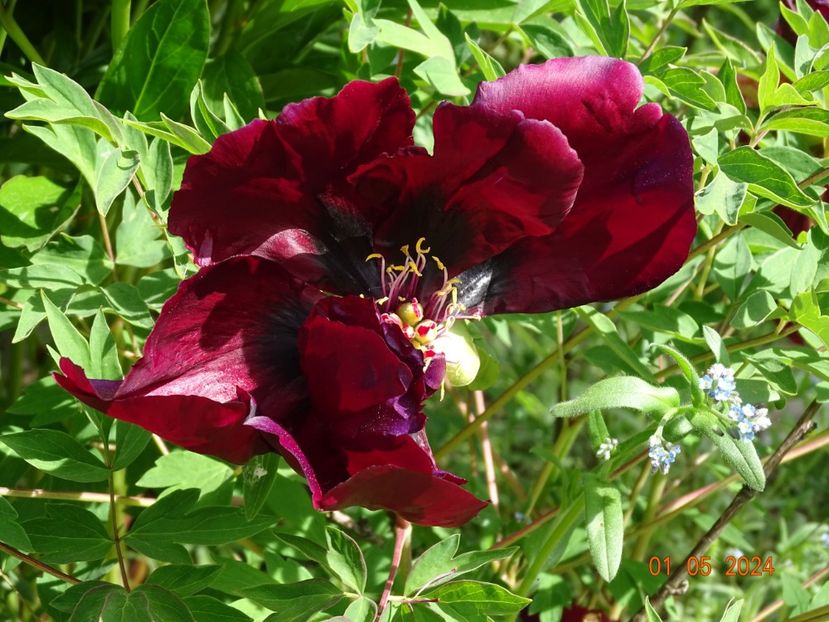 Ye Guang Bei - Bujori 2024 -Dobarland