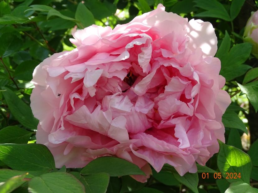 NN - Bujori 2024 -Dobarland