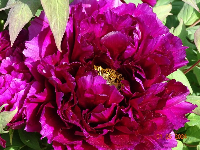 Guan Shi Mo Yu - Bujori 2024 -Dobarland