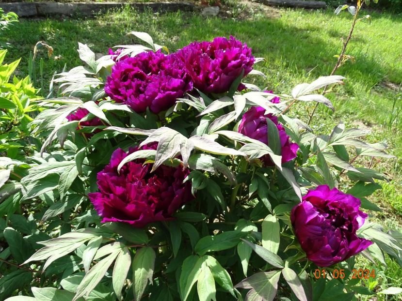 Guan Shi Mo Yu - Bujori 2024 -Dobarland