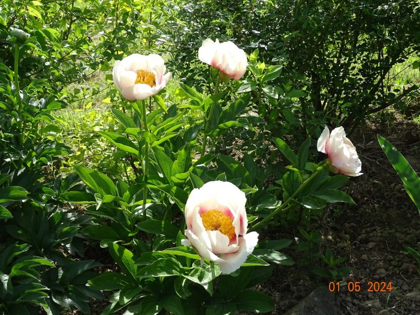 Athena - Bujori 2024 -Dobarland