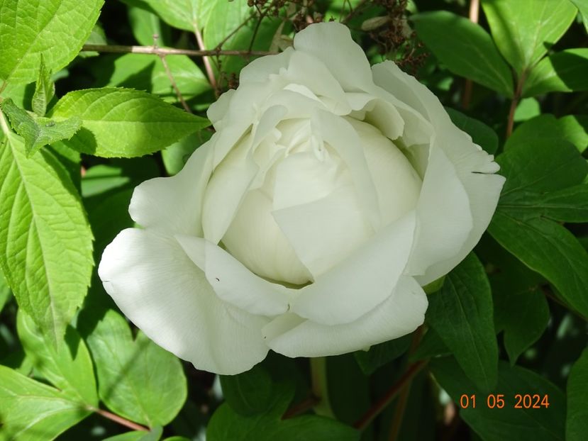 Renkaku - Bujori 2024 -Dobarland