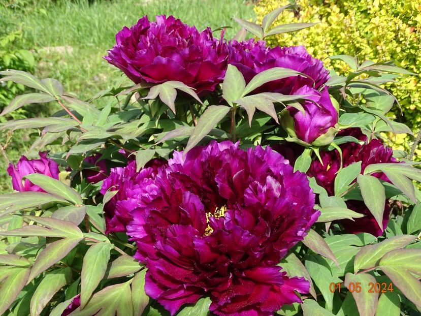 Guan Shi Mo Yu - Bujori 2024 -Dobarland