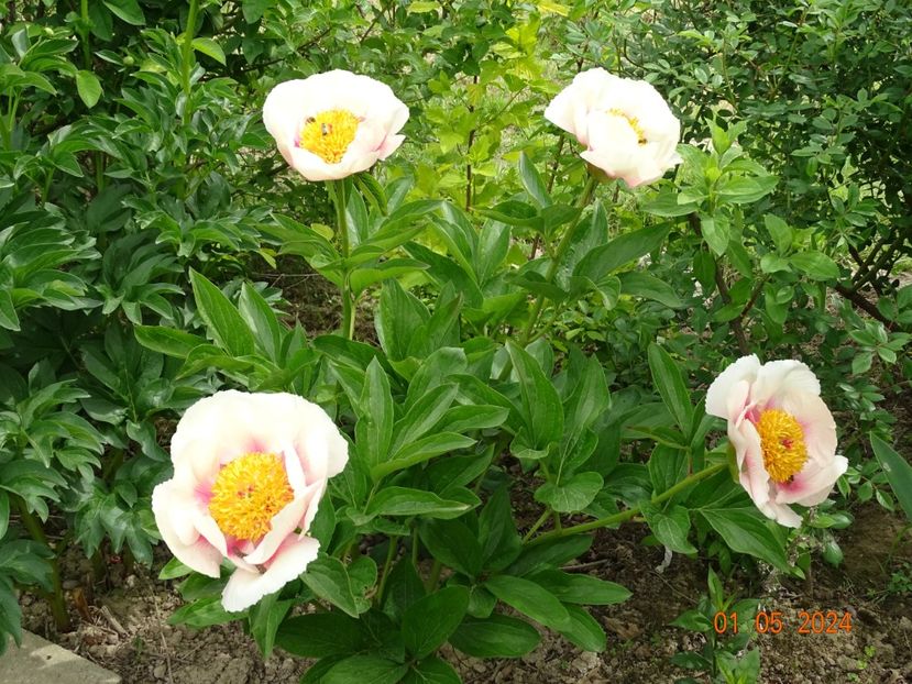 Athena - Bujori 2024 -Dobarland