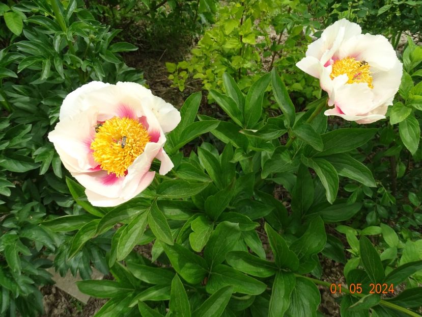 Athena - Bujori 2024 -Dobarland