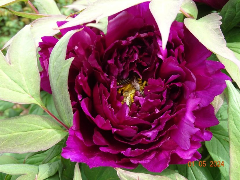 Guan Shi Mo Yu - Bujori 2024 -Dobarland