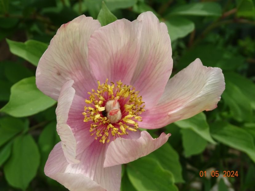 paeonia mlokosewitschii hybrid - Bujori 2024 -Dobarland
