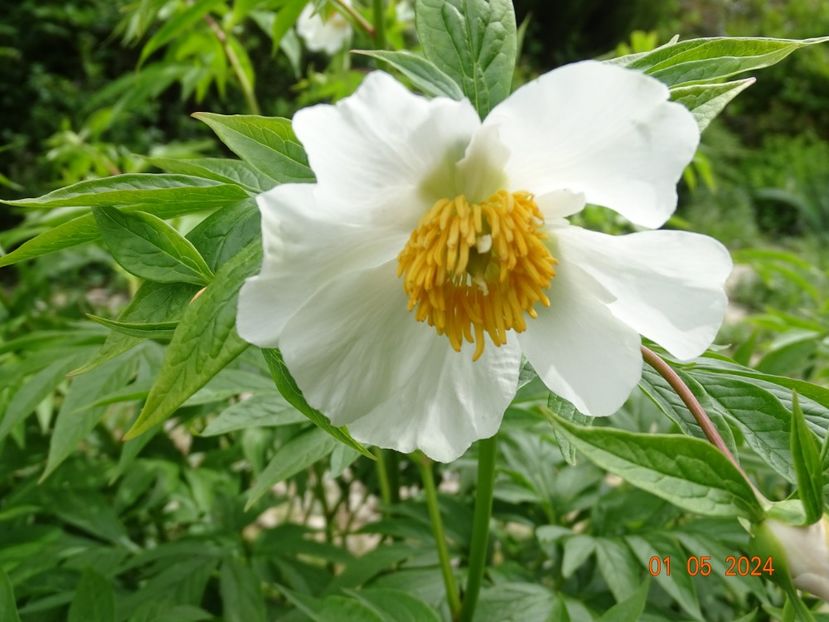 Early Windflower - Bujori 2024 -Dobarland