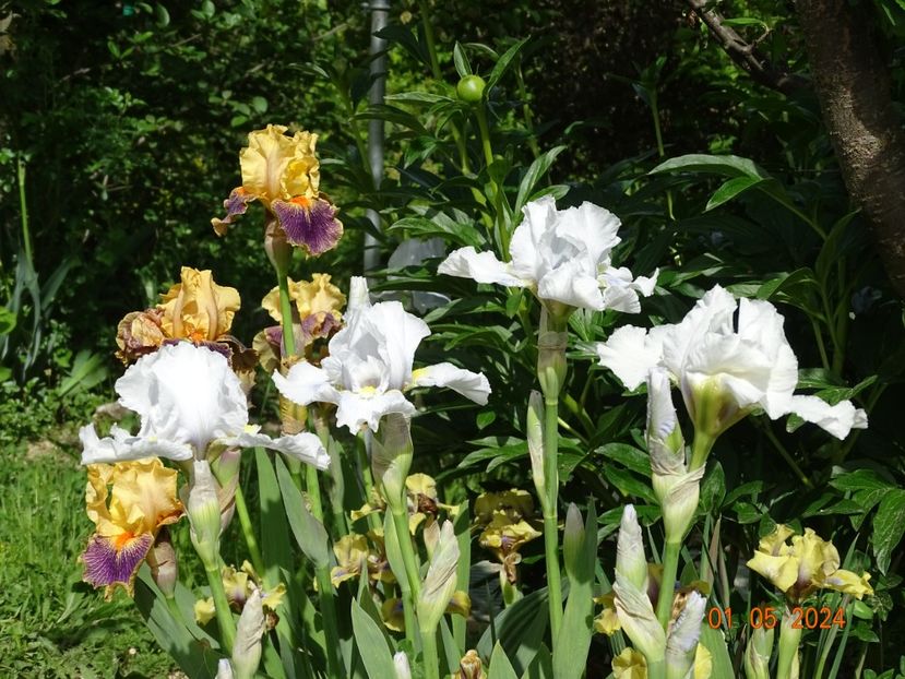 Higgledy Piggledy si Delirium - Irisi 2024 -Dobarland