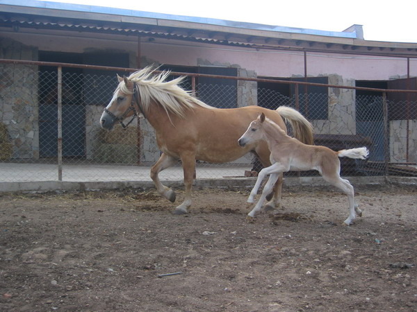 H-Meshtica-Picture 143 - My horses - Haflingers