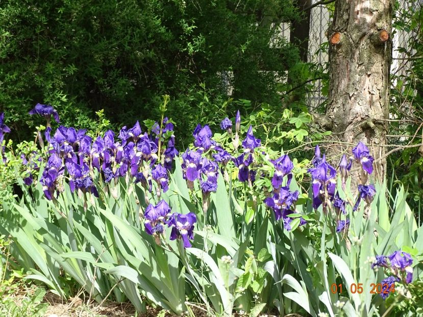 iris x florentina Coerulea - Irisi 2024 -Dobarland