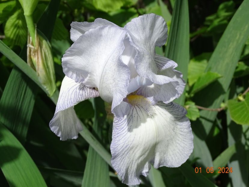 English Cottage - Irisi 2024 -Dobarland