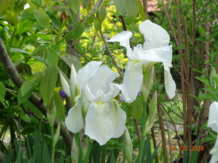 iris florentina - Irisi 2024 -Dobarland