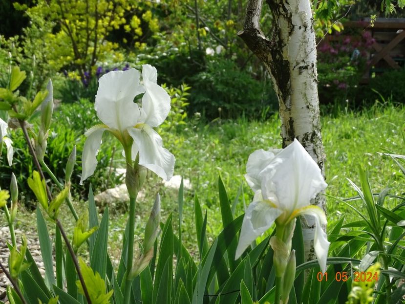 iris florentina - Irisi 2024 -Dobarland