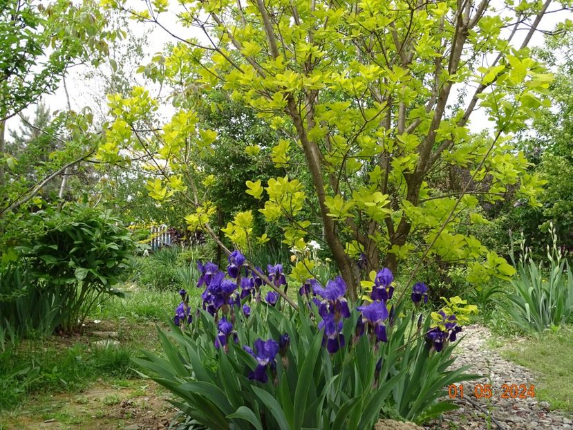 iris x florentina Coerulea - Irisi 2024 -Dobarland