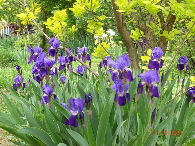 iris x florentina Coerulea - Irisi 2024 -Dobarland