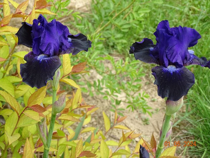 Star in the Night - Irisi 2024 -Dobarland