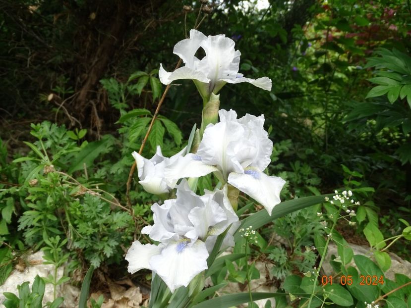 Love's tune - Irisi 2024 -Dobarland