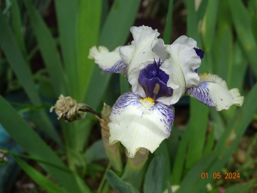 Fairy Legion - Irisi 2024 -Dobarland