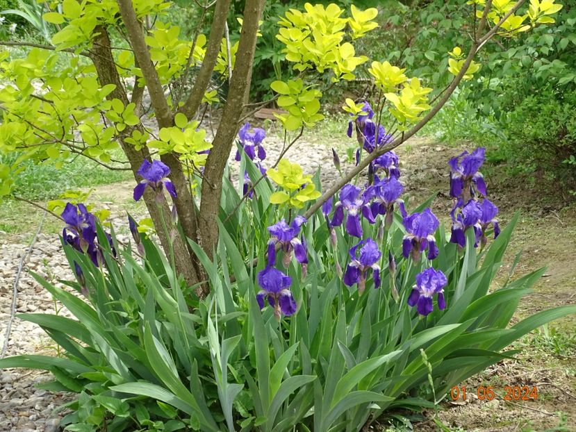 iris x florentina Coerulea - Irisi 2024 -Dobarland