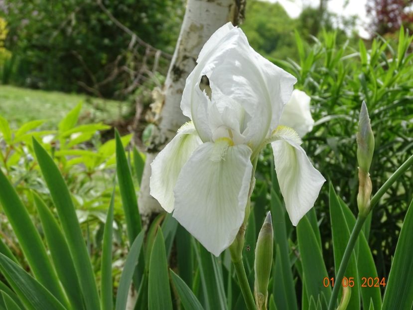 iris florentina - Irisi 2024 -Dobarland