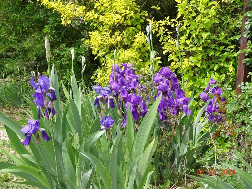 iris x florentina Coerulea si iris germanica - Irisi 2024 -Dobarland
