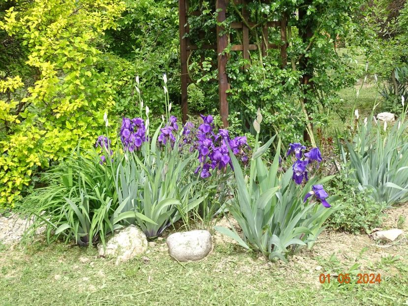 iris x florentina Coerulea si iris germanica - Irisi 2024 -Dobarland