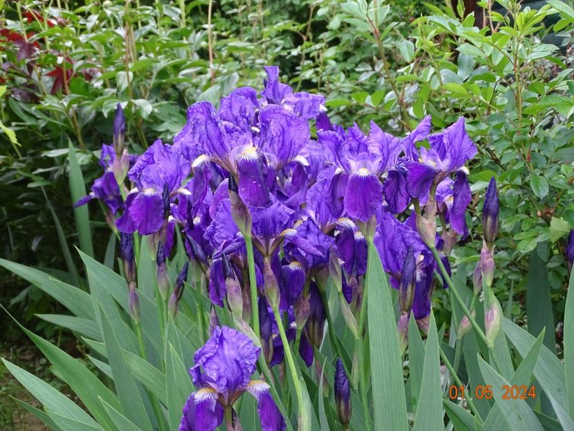 iris germanica - Irisi 2024 -Dobarland