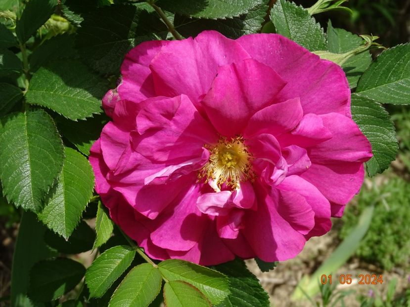 Wild Edric - Trandafiri 2024