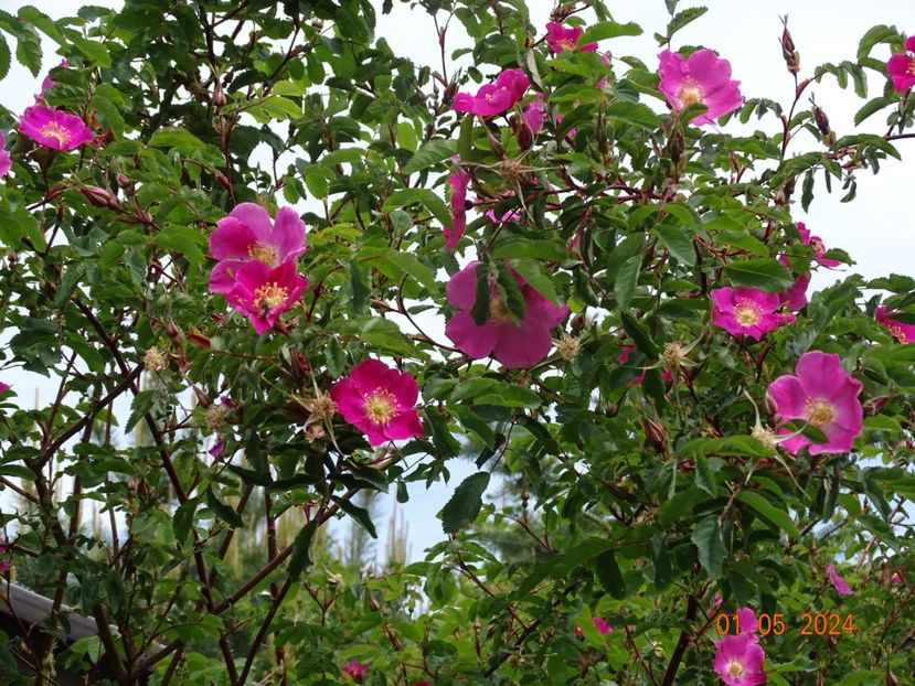  - Trandafiri 2024