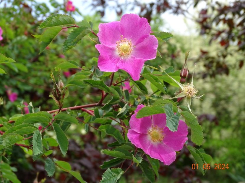  - Trandafiri 2024