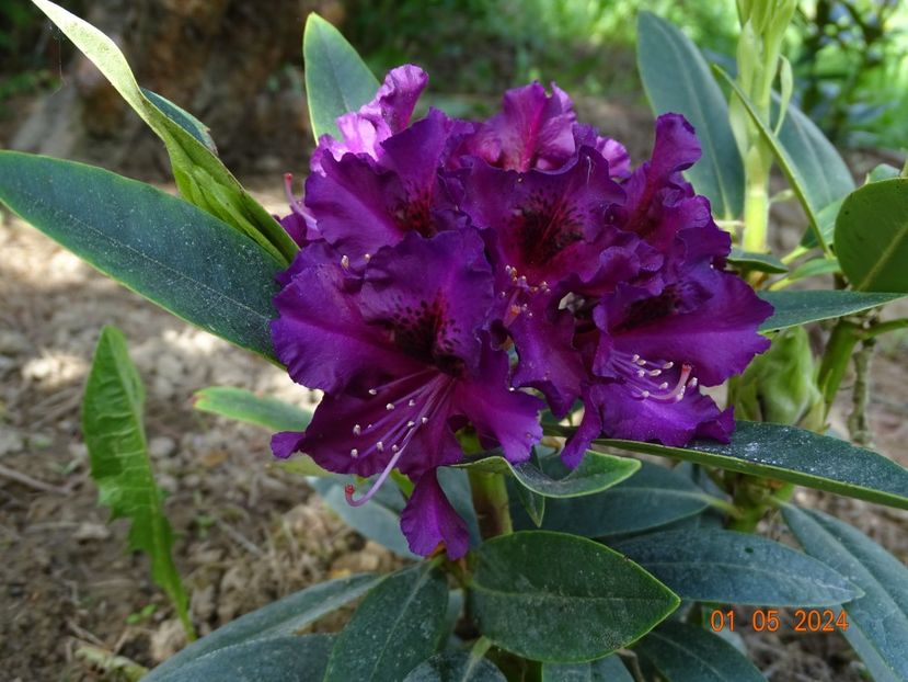rhododendron Purple Splendour - Dobarland 2024 3