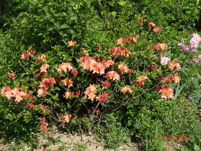 azalea mollis Il Tasso - Dobarland 2024 3