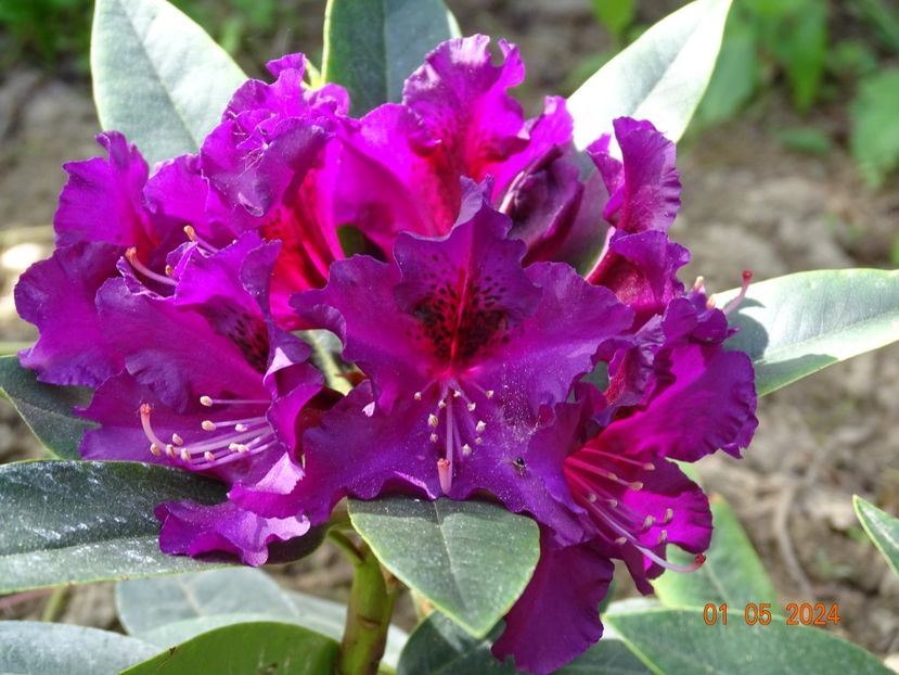 rhododendron Purple Splendour - Dobarland 2024 3