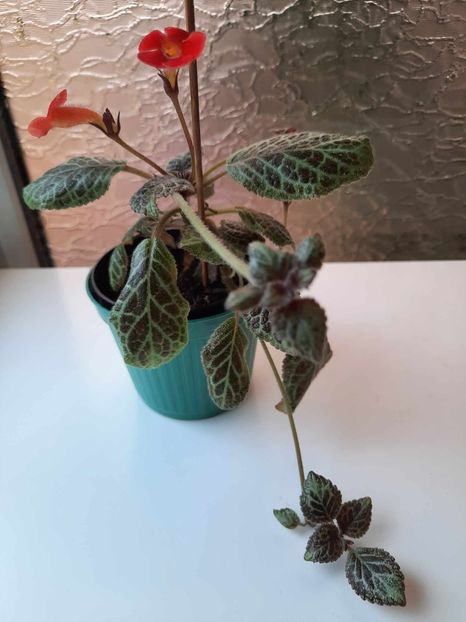 Mai 2024 - SILVER DUST