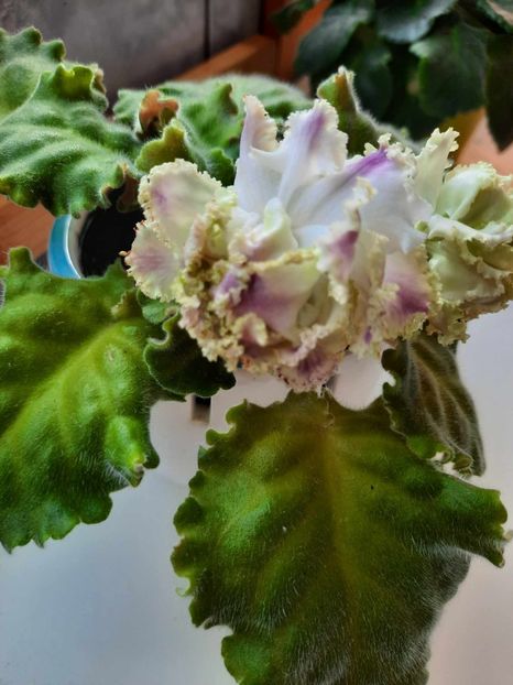 Martie 2024 - IRISH CREAM