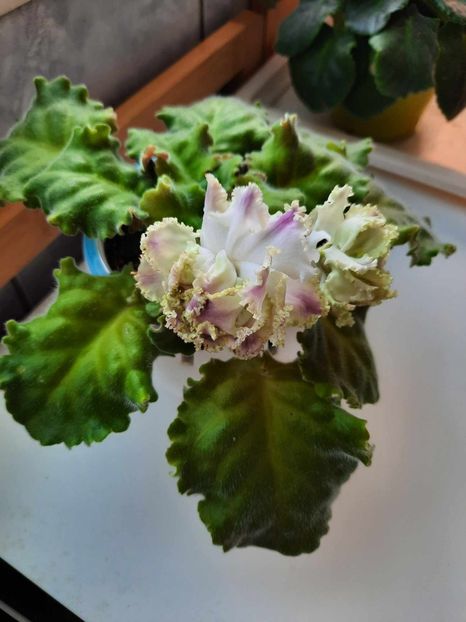 Martie 2024 - IRISH CREAM