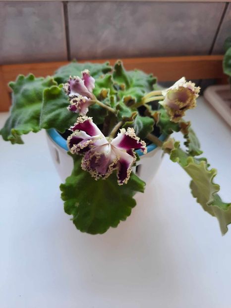 Februarie 2024 - IRISH CREAM