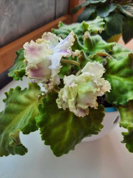 Martie 2024 - IRISH CREAM