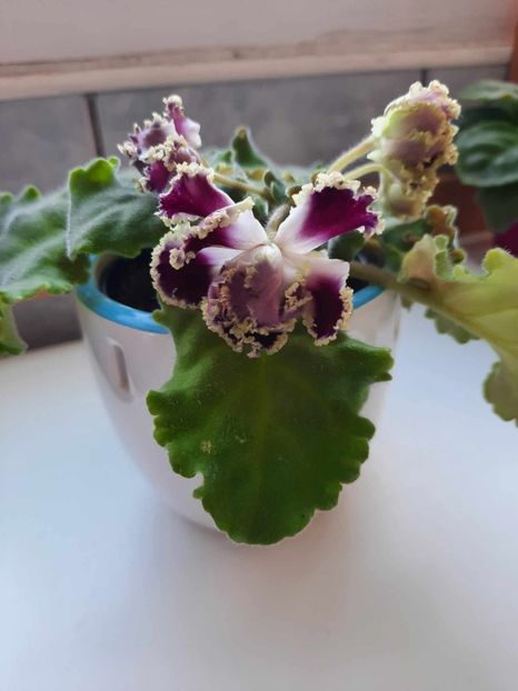 Februarie 2024 - IRISH CREAM