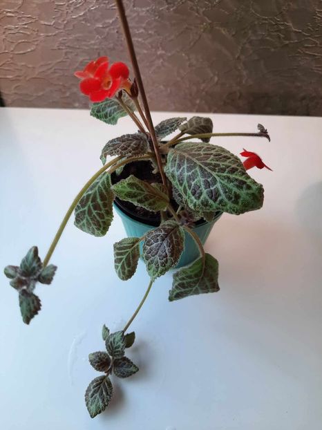 Mai 2024 - SILVER DUST