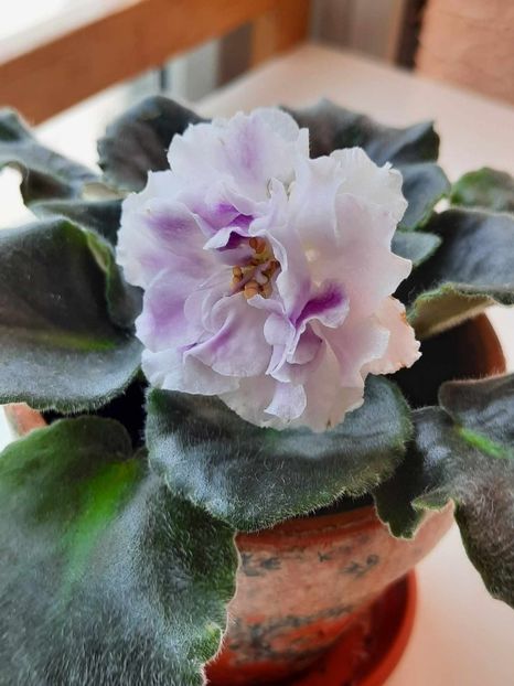 Mai 2024 - RS DIKIJ LES