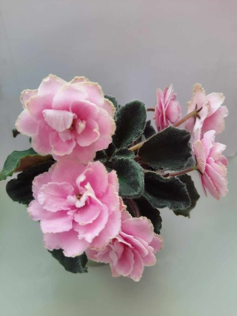 Iunie 2023 - HUMAKO PINK WAVE