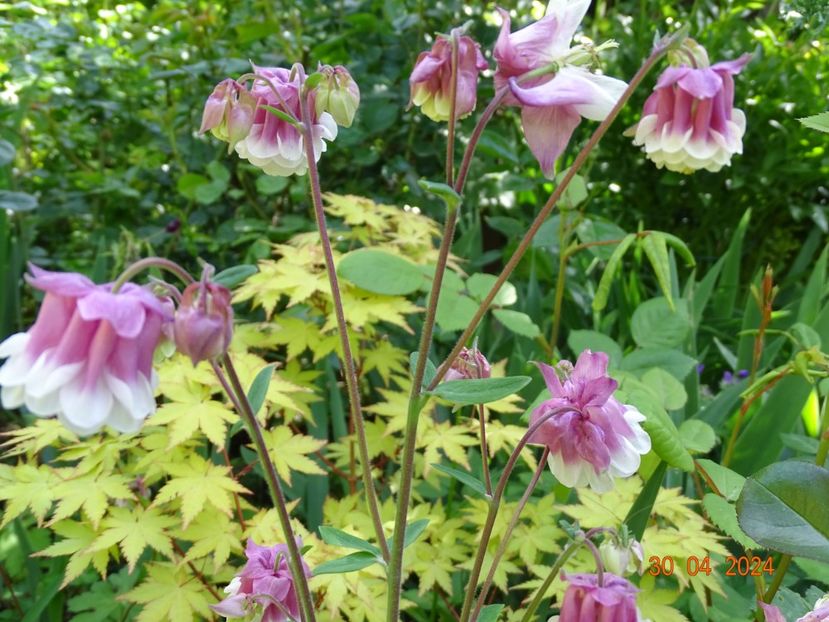  - Aquilegia 2024