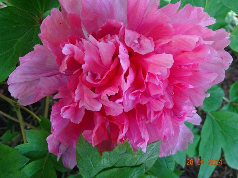 Shan Hu Tai - Bujori 2024