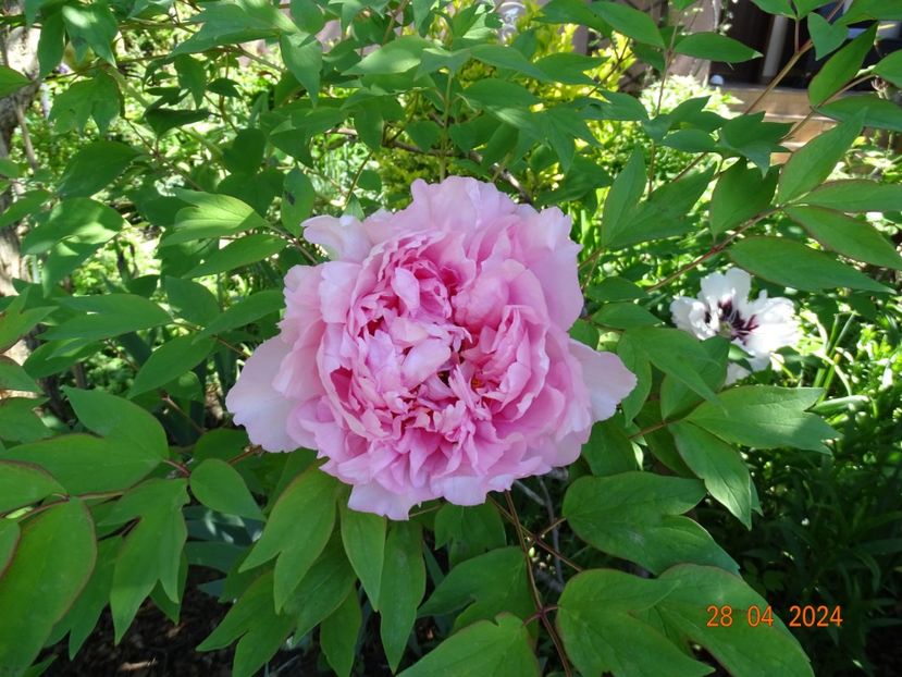 Duchesse de Morny - Bujori 2024