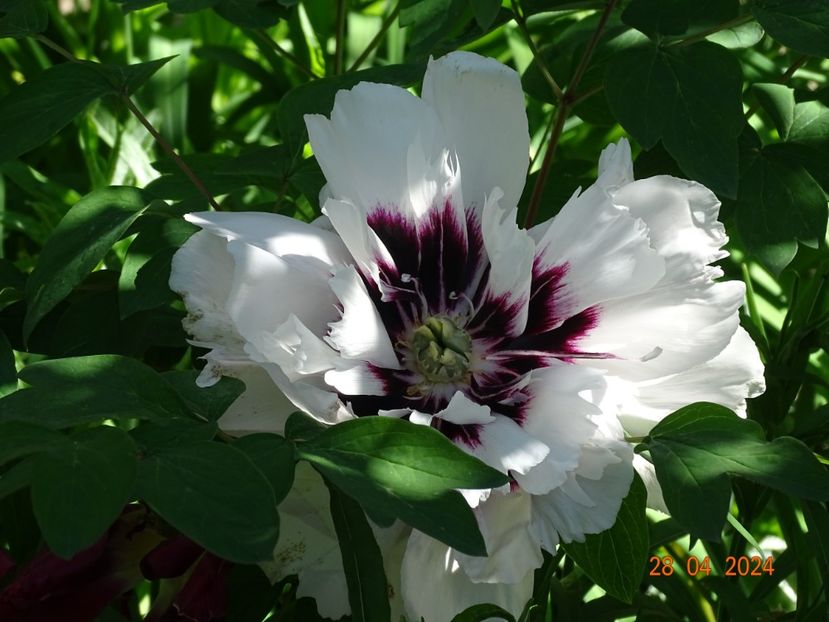 Shu Sheng Peng Mo - Bujori 2024