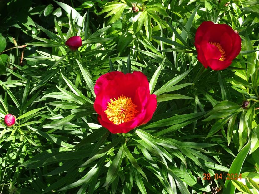paeonia smouthii - Bujori 2024