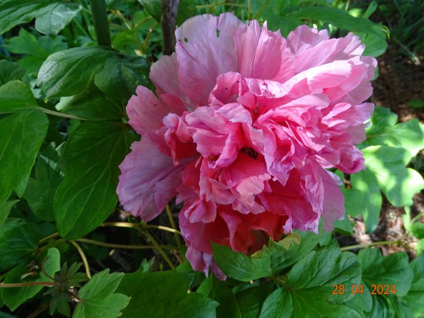 Shan Hu Tai - Bujori 2024