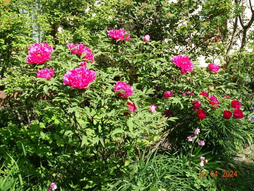 Raphael - Bujori 2024